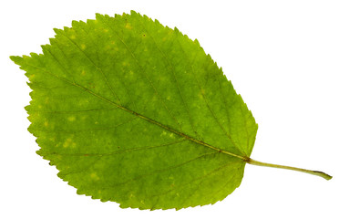 Obraz premium green leaf of ash-leaved maple tree isolated