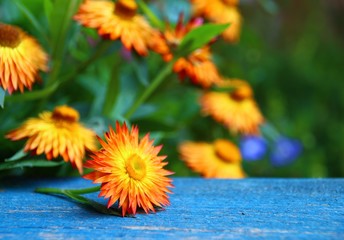 strohblumen auf holz