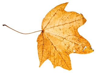 yellow died leaf of maple tree isolated