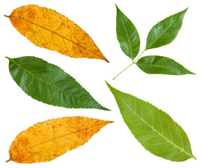 Fototapeta premium green and yellow autumn leaves of ash tree