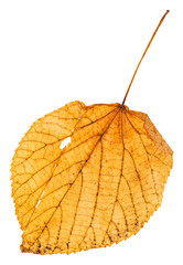 yellow fallen leaf of linden isolated