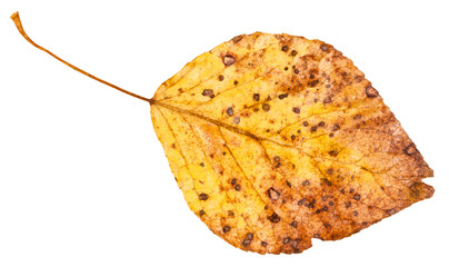 Naklejka premium yellow dried leaf of poplar tree isolated