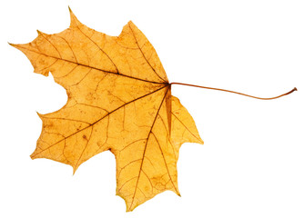 yellow autumn leaf of maple tree isolated
