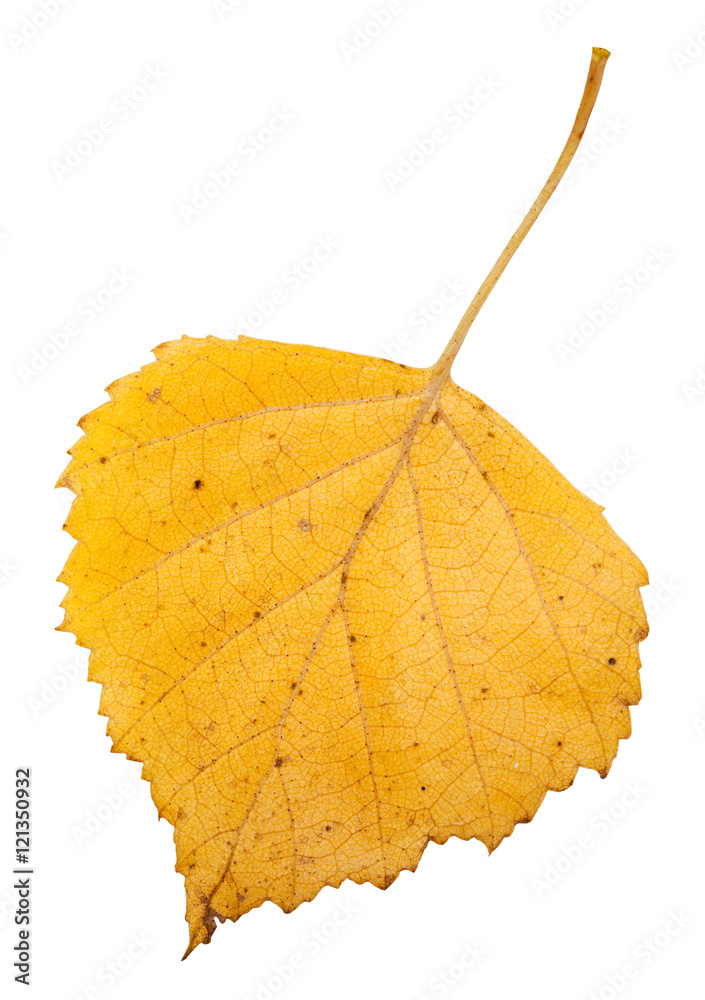 Wall mural yellow autumn leaf of birch tree isolated