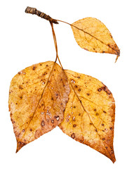 Naklejka premium gałąź z żółtymi jesiennymi liśćmi topoli