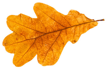 yellow autumn leaf of oak tree isolated