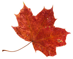 red brown fallen leaf of maple tree isolated