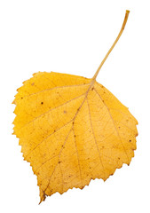 Obraz premium yellow autumn leaf of birch tree isolated