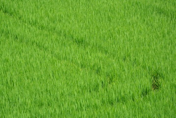 稲　青々　収穫　豊作