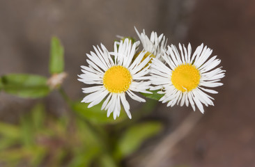 Daisies in the garden