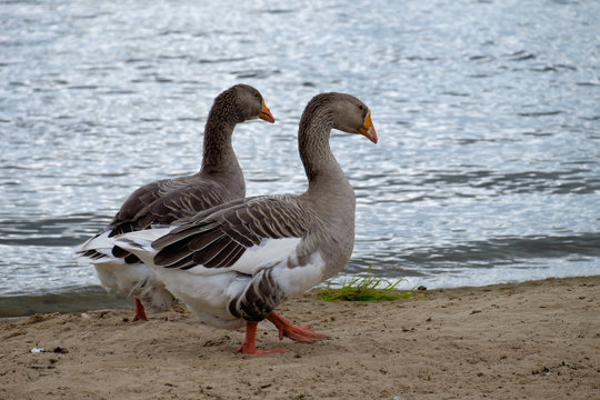 Два гуся серого цвета прогуливаются по берегу реки 