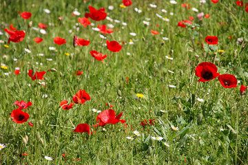 Field of flowers, Teatro di Marcello, Rome, Italy