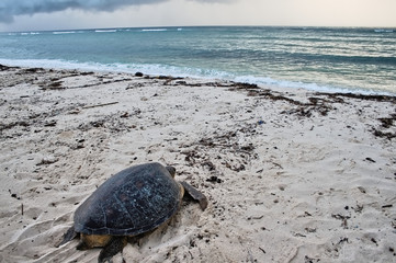 Obraz premium Sea turtle on the beach in Diani Beach, Kenya