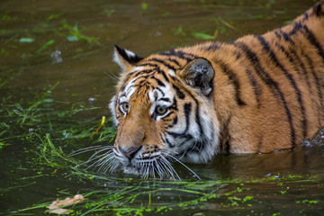 Fototapeta na wymiar Tiger is swimming