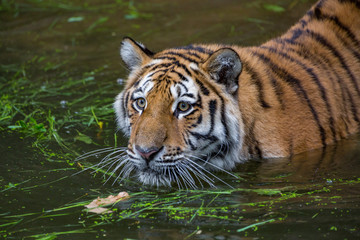 Fototapeta na wymiar Tiger is swimming