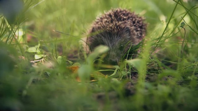 Cute hedgehog hides in a green grass in summer
