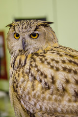 Eagle Owl