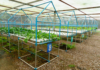 Fototapeta na wymiar Vegetables hydroponics