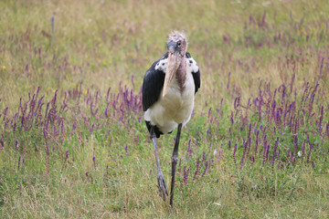 Stork