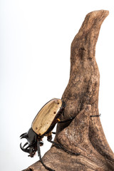 Five-horned Rhinoceros Beetle