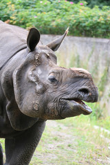 Fototapeta premium Rhino
