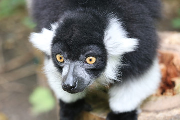 Obraz premium Vari Watching