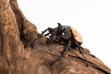 Five-horned Rhinoceros Beetle