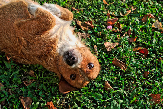 A Happy Dog Rolling On The Grass