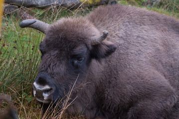 Bison d'Europe couché