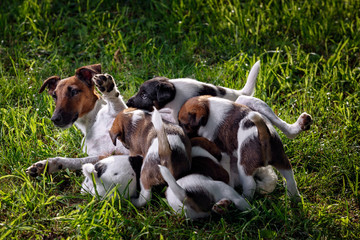 A purebred smooth-haired fox terrier, feeds her hungry puppies.
