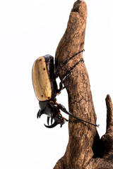 Five-horned Rhinoceros Beetle