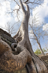 Secular giant spung tree roots growing the walls of the Ta Prohm temple, Angkor, Cambodia