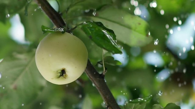 Rain drops fall on the apple and the tree leaves. Apple orchard. Ripe apple on a tree. Summer rain in the garden with apples. Apple tree. Apple tree. Juicy apple on the tree branch. Slowmotion