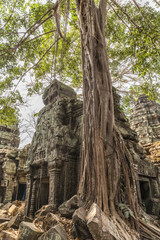 Ta Prohm temple in Angkor, Cambodia. Secular giant trees roots envelop the walls