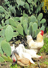 White rooster and hens with cactus