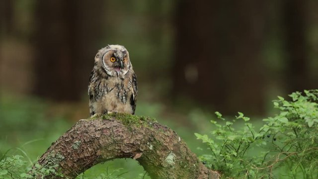 Tawny owl sitting on tree stump in the dark forest habitat. Beautiful bird sitting on the green lichen branch. Tawny owl with lichen branch. Bird in the forest. Brown bird Tawny owl in the forest. 