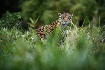 American jaguar female in the nature habitat, panthera onca, wild brasil, brasilian wildlife,...