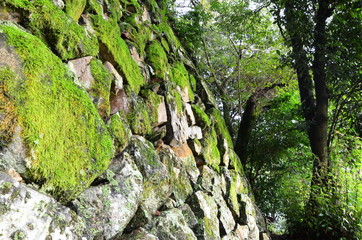 雑草　魂　たくましさ　石垣