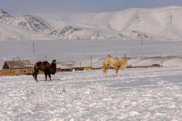 Naklejka premium camels mountains snow winter graze