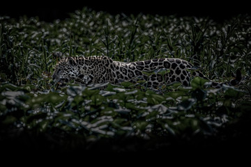 Fototapeta na wymiar American jaguar in the nature habitat, panthera onca, wild brasil, brasilian wildlife, pantanal, green jungle, big cats, dark background