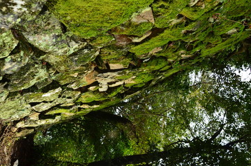 雑草　魂　たくましさ　石垣