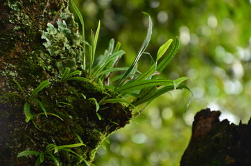 雑草　魂　たくましさ　石垣