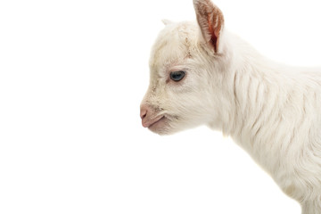a white young goat