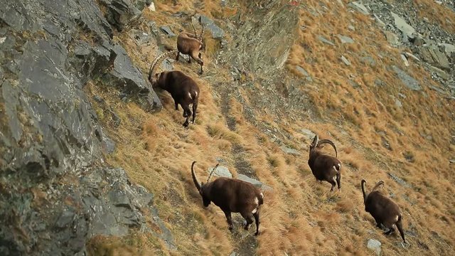 Antler Alpine Ibex, Capra ibex ibex, in the grass hill, National Park Gran Paradiso, Italy. Big horned animal in the nature Alp habitat. Group of Ibex in the mountain.