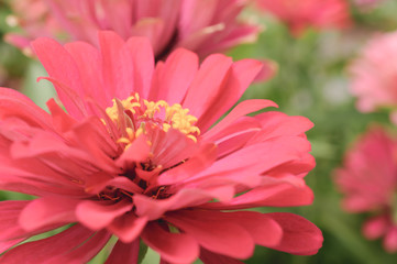 Pink Chrysanthemum Flower In Close Up View