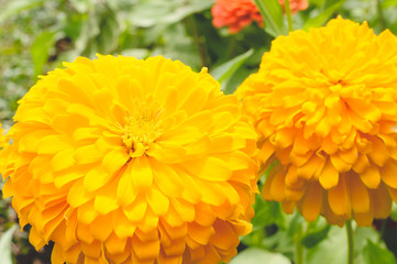 Yellow Chrysanthemum Flower In Close Up View