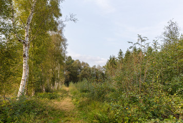 Fototapeta premium Im Naturschutzgebiet Niedersandhausen