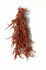 Naklejka premium dried red peppers