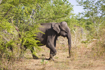 Obraz premium sri lanka safari