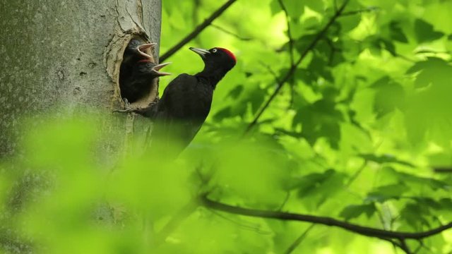 Black woodpecker nesting. Black woodpecker with nest hole in the tree trunk. Forest with black woodpeckers and nest. Wildlife spring nesting scene with bird. Woodpecker parents with young. 
